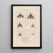 Insects collected in Africa and America Pl70 - Jean Gabriel Prêtre — framed artwork on a wall