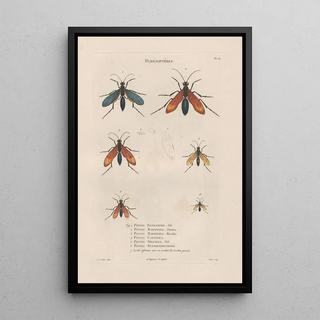 Jean Gabriel Pretre - Insectes recueillis en Afrique et en Amrique Pl70.webp