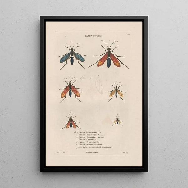 Insects collected in Africa and America Pl70 - Jean Gabriel Prêtre — framed artwork on a wall