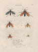 Insects collected in Africa and America Pl70 - Jean Gabriel Prêtre — artwork view