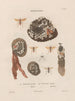 Insects collected in Africa and America Pl71 - Jean Gabriel Prêtre — artwork view