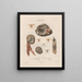 Insects collected in Africa and America Pl71 - Jean Gabriel Prêtre — framed artwork on a wall