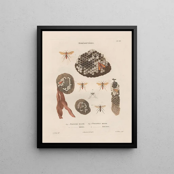 Insects collected in Africa and America Pl71 - Jean Gabriel Prêtre — framed artwork on a wall