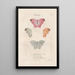 Insects collected in Africa and America Pl72 - Jean Gabriel Prêtre — framed artwork on a wall