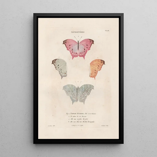 Insects collected in Africa and America Pl72 - Jean Gabriel Prêtre — framed artwork on a wall