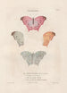 Insects collected in Africa and America Pl72 - Jean Gabriel Prêtre — artwork view