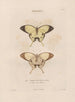 Insects collected in Africa and America Pl73 - Jean Gabriel Prêtre — artwork view