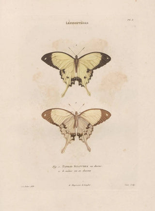 Jean Gabriel Pretre - Insectes recueillis en Afrique et en Amrique Pl73.webp