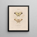 Insects collected in Africa and America Pl73 - Jean Gabriel Prêtre — framed artwork on a wall