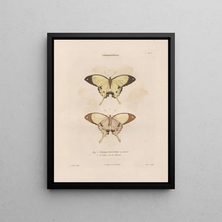 Jean Gabriel Pretre - Insectes recueillis en Afrique et en Amrique Pl73.webp