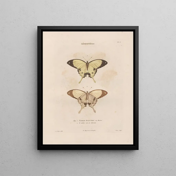 Insects collected in Africa and America Pl73 - Jean Gabriel Prêtre — framed artwork on a wall