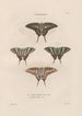 Insectes recueillis en Afrique et en Amérique Pl74 - Jean Gabriel Prêtre — artwork view