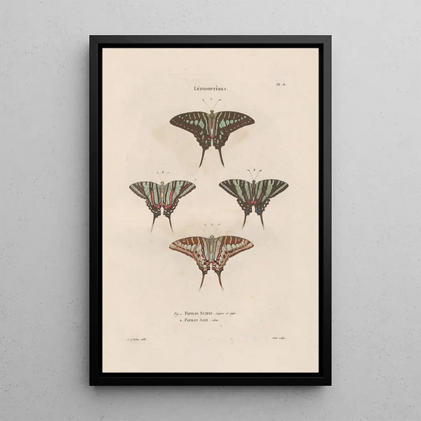 Insectes recueillis en Afrique et en Amérique Pl74 - Jean Gabriel Prêtre — framed artwork on a wall