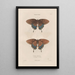Insects collected in Africa and America Pl75 - Jean Gabriel Prêtre — framed artwork on a wall