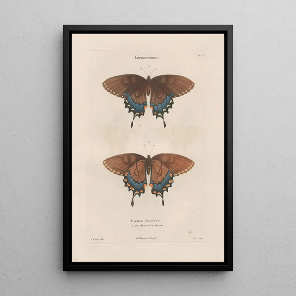 Insects collected in Africa and America Pl75 - Jean Gabriel Prêtre — framed artwork on a wall