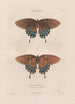 Insects collected in Africa and America Pl75 - Jean Gabriel Prêtre — artwork view