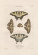 Insects collected in Africa and America Pl76 - Jean Gabriel Prêtre — artwork view