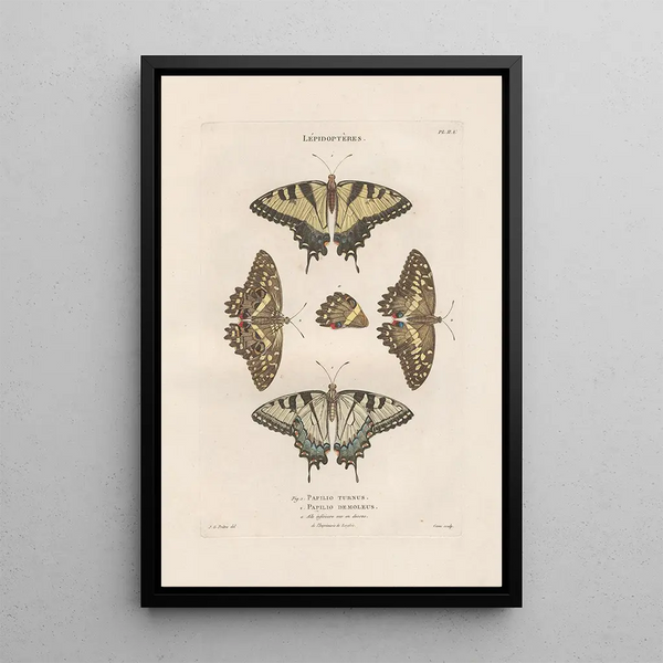Insects collected in Africa and America Pl76 - Jean Gabriel Prêtre — framed artwork on a wall