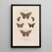 Insects collected in Africa and America Pl77 - Jean Gabriel Prêtre — framed artwork on a wall