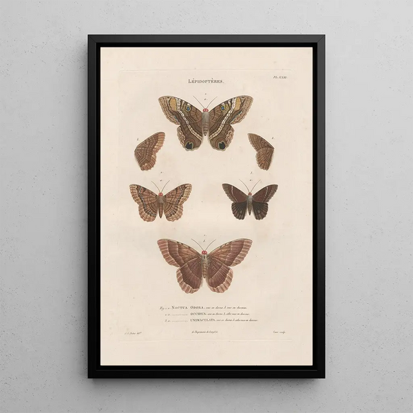Insects collected in Africa and America Pl77 - Jean Gabriel Prêtre — framed artwork on a wall