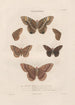 Insects collected in Africa and America Pl77 - Jean Gabriel Prêtre — artwork view