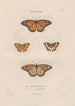 Insects collected in Africa and America Pl78 - Jean Gabriel Prêtre — artwork view