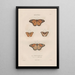 Insects collected in Africa and America Pl78 - Jean Gabriel Prêtre — framed artwork on a wall