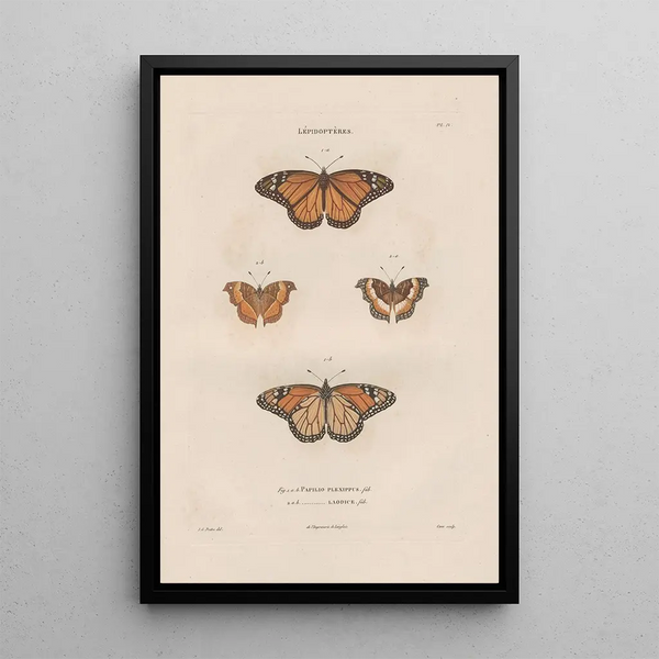Insects collected in Africa and America Pl78 - Jean Gabriel Prêtre — framed artwork on a wall