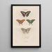 Insects collected in Africa and America Pl79 - Jean Gabriel Prêtre — framed artwork on a wall