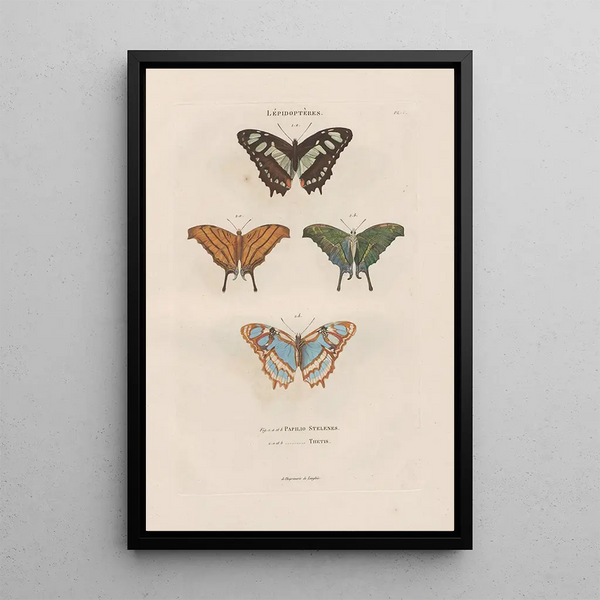 Insects collected in Africa and America Pl79 - Jean Gabriel Prêtre — framed artwork on a wall