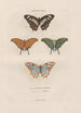 Insects collected in Africa and America Pl79 - Jean Gabriel Prêtre — artwork view