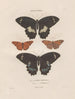 Insects collected in Africa and America Pl80 - Jean Gabriel Prêtre — artwork view