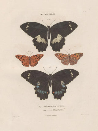 Jean Gabriel Pretre - Insectes recueillis en Afrique et en Amrique Pl80.webp