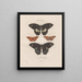 Insects collected in Africa and America Pl80 - Jean Gabriel Prêtre — framed artwork on a wall