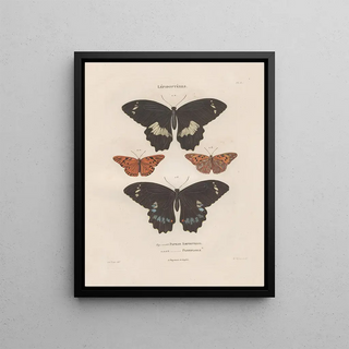 Jean Gabriel Pretre - Insectes recueillis en Afrique et en Amrique Pl80.webp