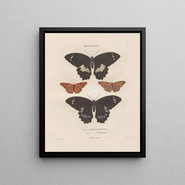Insects collected in Africa and America Pl80 - Jean Gabriel Prêtre — framed artwork on a wall