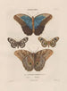 Insects collected in Africa and America Pl81 - Jean Gabriel Prêtre — artwork view