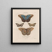 Insects collected in Africa and America Pl81 - Jean Gabriel Prêtre — framed artwork on a wall