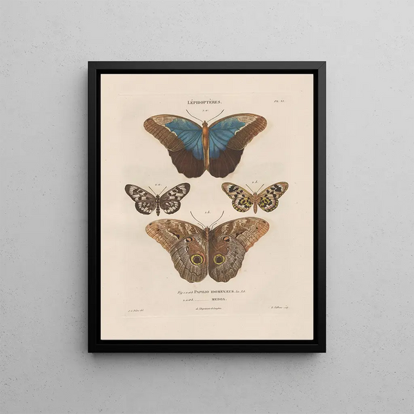 Insects collected in Africa and America Pl81 - Jean Gabriel Prêtre — framed artwork on a wall