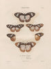 Insects collected in Africa and America Pl82 - Jean Gabriel Prêtre — artwork view