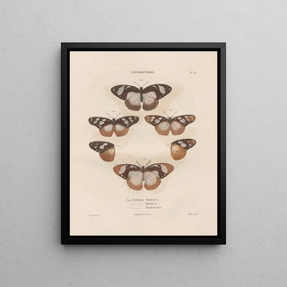Jean Gabriel Pretre - Insectes recueillis en Afrique et en Amrique Pl82.webp