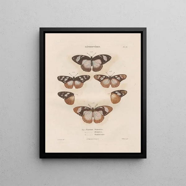 Insects collected in Africa and America Pl82 - Jean Gabriel Prêtre — framed artwork on a wall