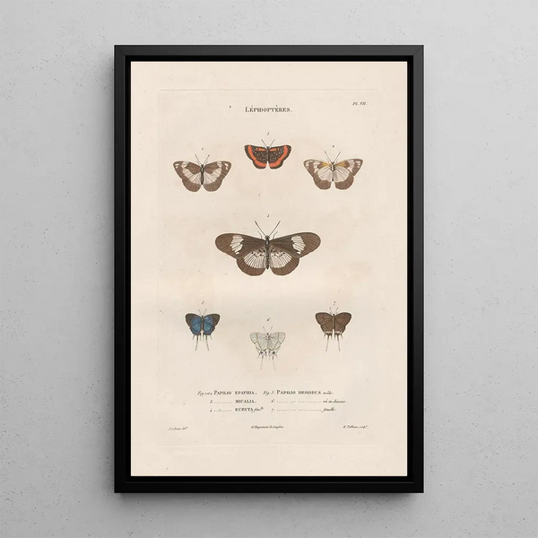 Insects collected in Africa and America Pl83 - Jean Gabriel Prêtre — framed artwork on a wall