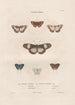 Insects collected in Africa and America Pl83 - Jean Gabriel Prêtre — artwork view