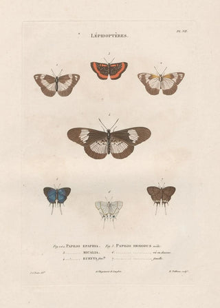 Jean Gabriel Pretre - Insectes recueillis en Afrique et en Amrique Pl83.webp