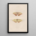 Insects collected in Africa and America Pl84 - Jean Gabriel Prêtre — framed artwork on a wall
