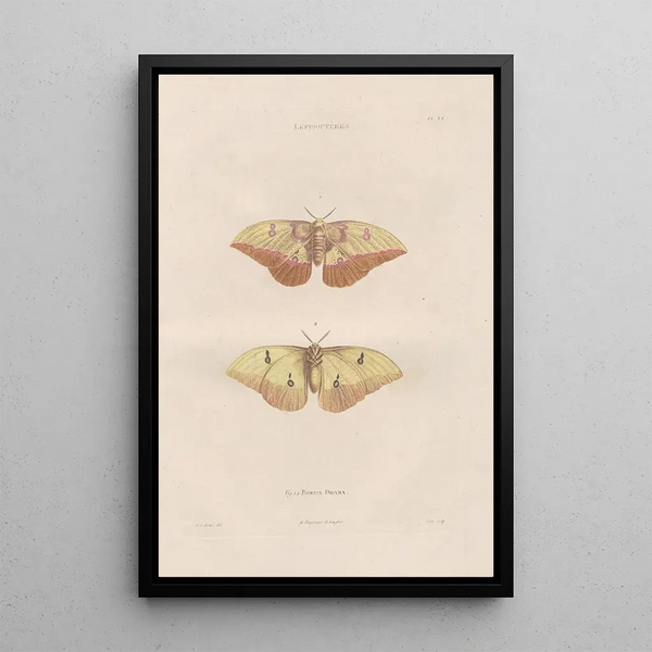 Insects collected in Africa and America Pl84 - Jean Gabriel Prêtre — framed artwork on a wall