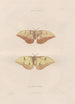 Insects collected in Africa and America Pl84 - Jean Gabriel Prêtre — artwork view