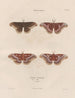 Insects collected in Africa and America Pl85 - Jean Gabriel Prêtre — artwork view