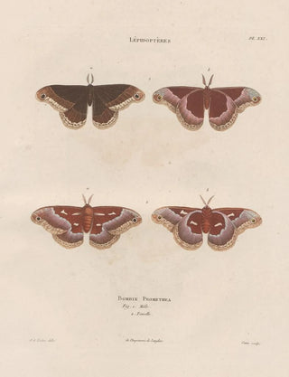 Jean Gabriel Pretre - Insectes recueillis en Afrique et en Amrique Pl85.webp